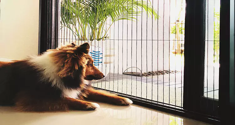 Sliding Screen Pet Door Repair in Pinellas Park, FL