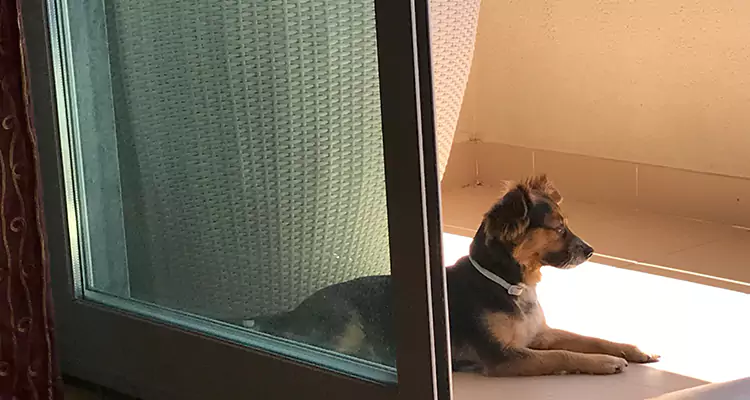 French Door Pet Screen Repair in Pinellas Park, FL